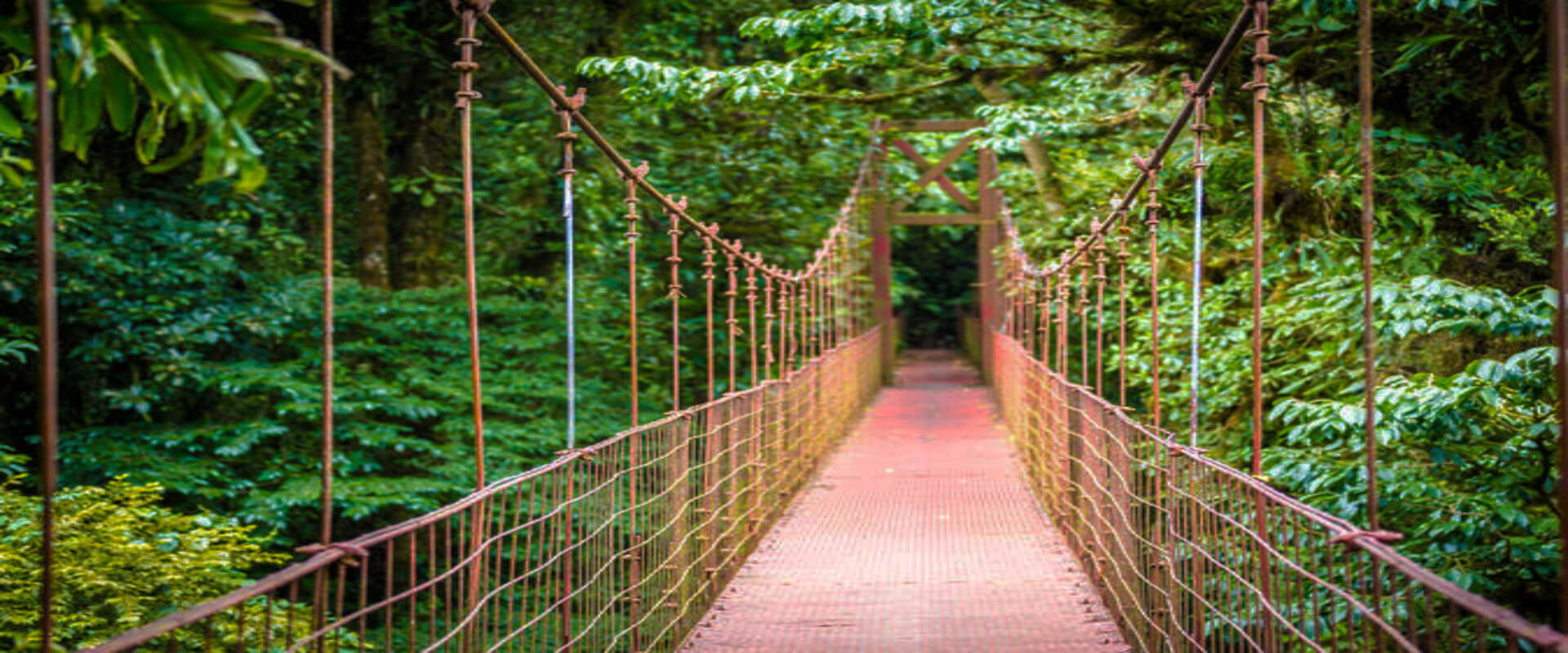 Hermano Indirecto boxeo Caminata por los puentes colgantes del Parque Místico | Costa Rica Jade  Tours