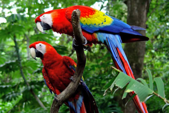 Carara National Park Tour in Jaco