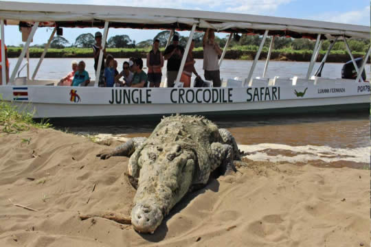 Jungle Crocodile Safari Tour in Jaco